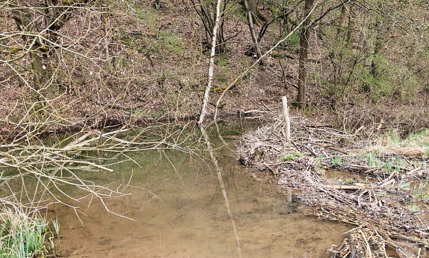 Auf der Suche nach dem Biberdamm