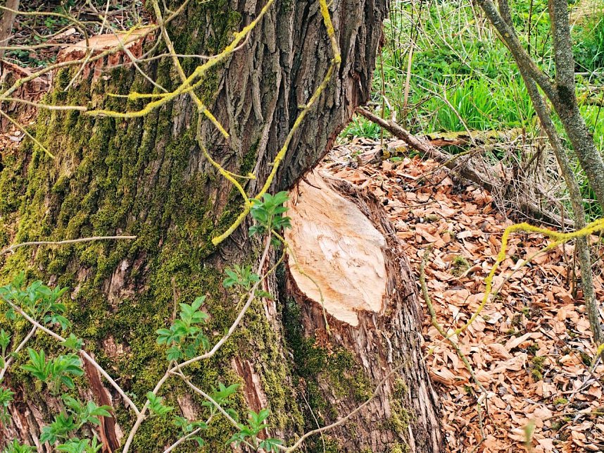 Auf der Suche nach dem Biberdamm