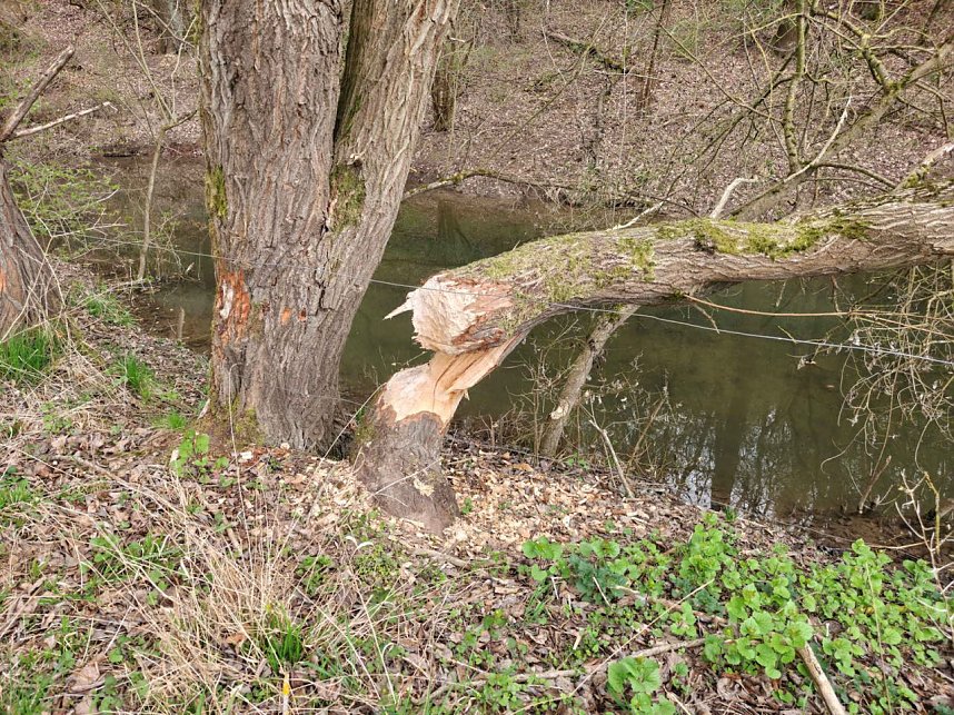 Auf der Suche nach dem Biberdamm