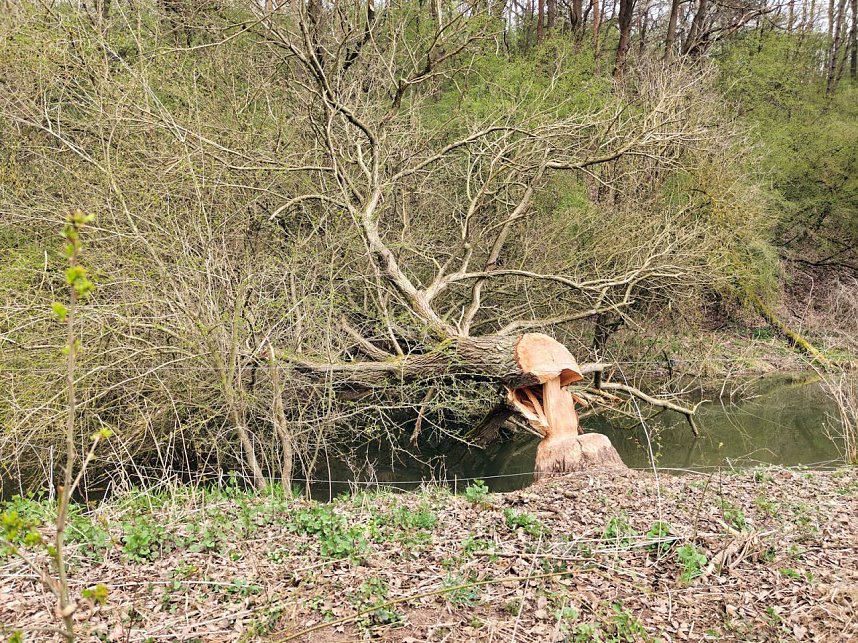 Auf der Suche nach dem Biberdamm