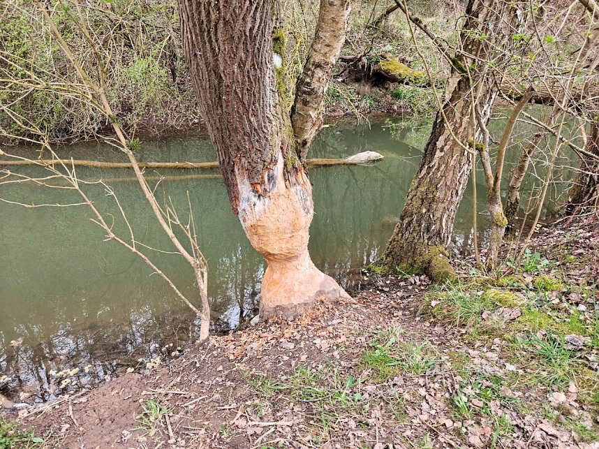 Auf der Suche nach dem Biberdamm