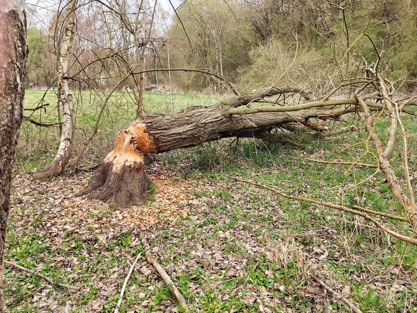Auf der Suche nach dem Biberdamm