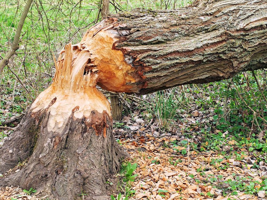 Auf der Suche nach dem Biberdamm