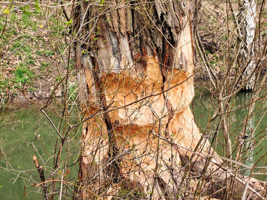 Auf der Suche nach dem Biberdamm