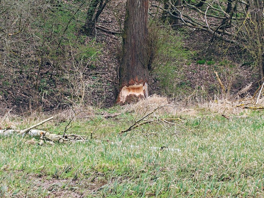 Auf der Suche nach dem Biberdamm