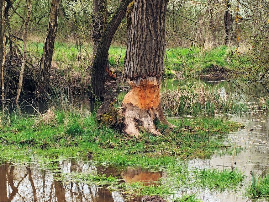 Auf der Suche nach dem Biberdamm