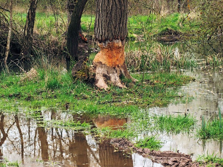 Auf der Suche nach dem Biberdamm