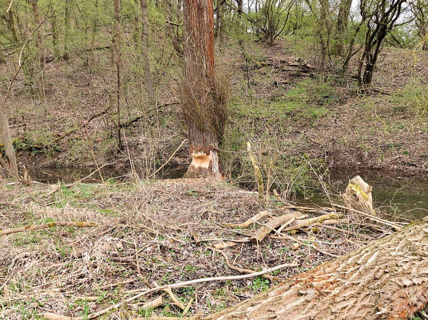 Auf der Suche nach dem Biberdamm