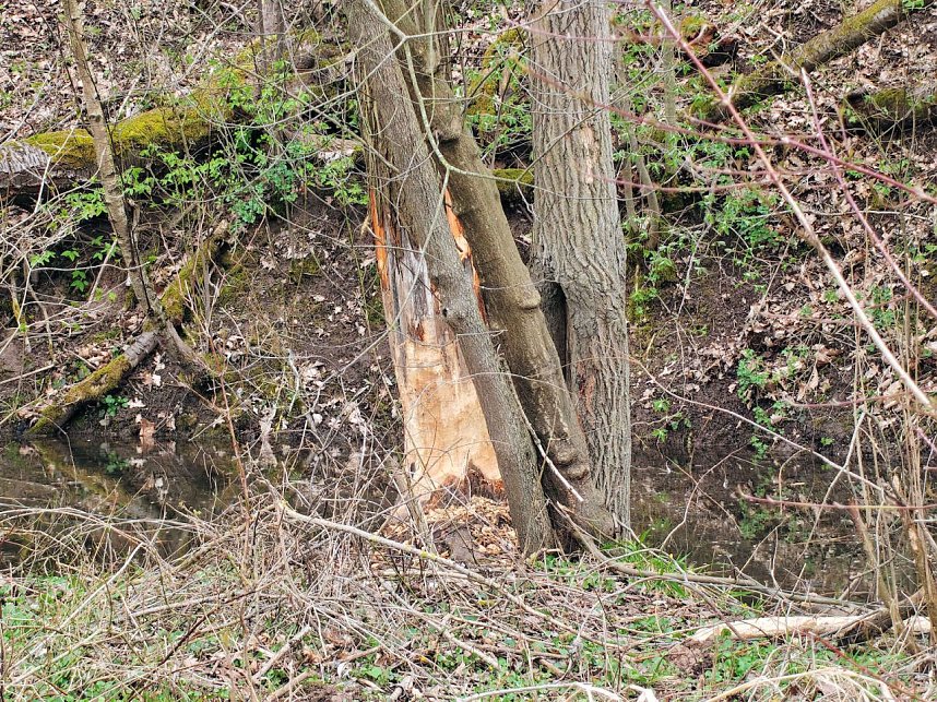 Auf der Suche nach dem Biberdamm