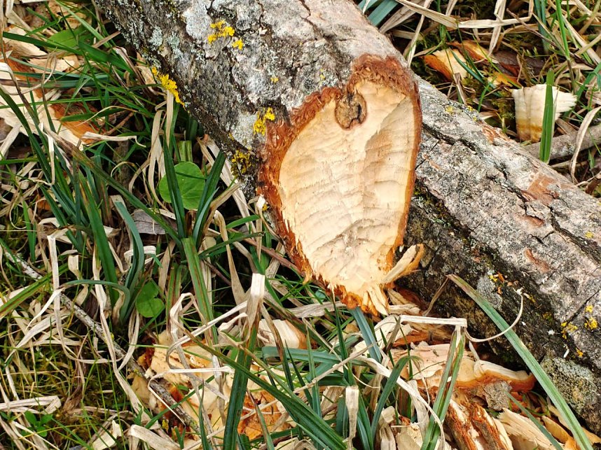 Auf der Suche nach dem Biberdamm