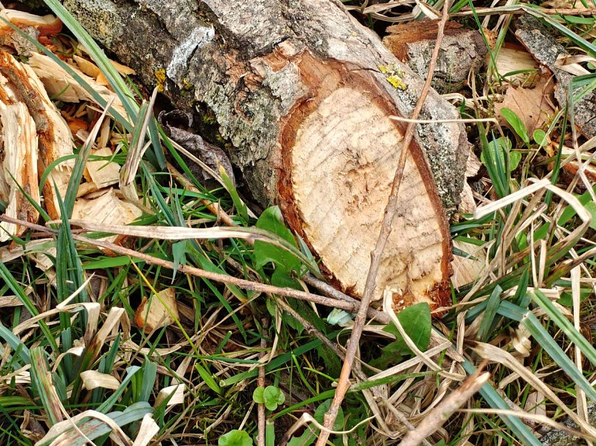 Auf der Suche nach dem Biberdamm