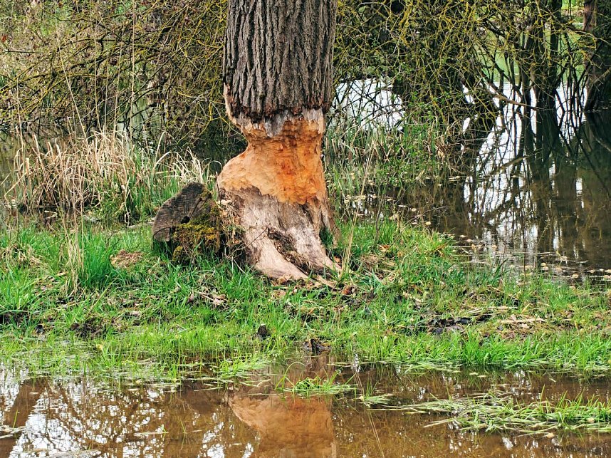 Auf der Suche nach dem Biberdamm