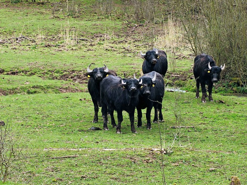 Auf der Suche nach dem Biberdamm