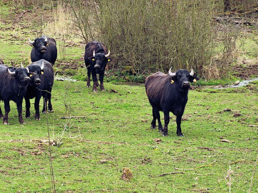 Auf der Suche nach dem Biberdamm