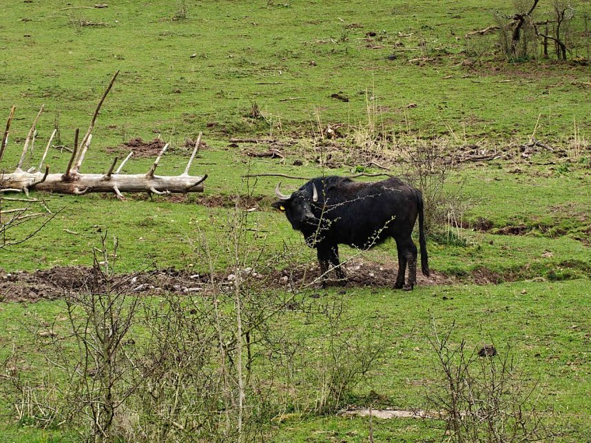 Auf der Suche nach dem Biberdamm