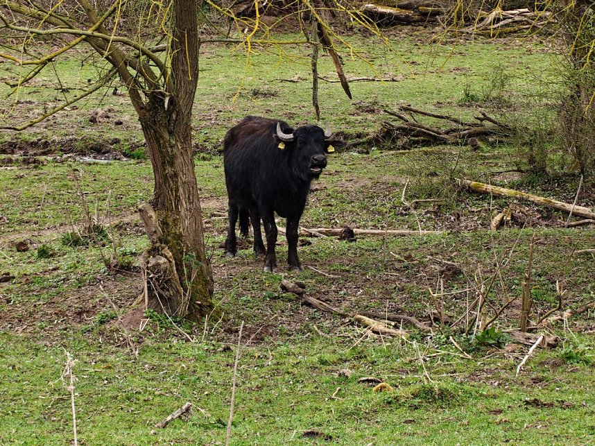 Auf der Suche nach dem Biberdamm