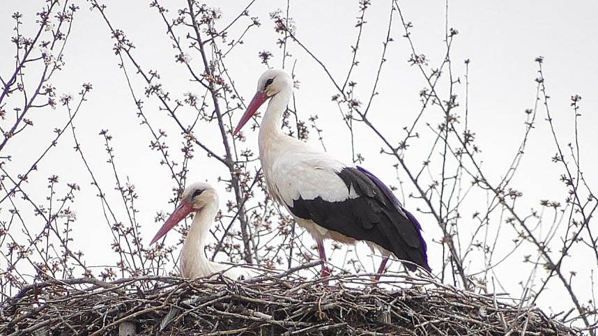 Es sind wieder viele St&ouml;rche in der Goldenen Aue zu Gast