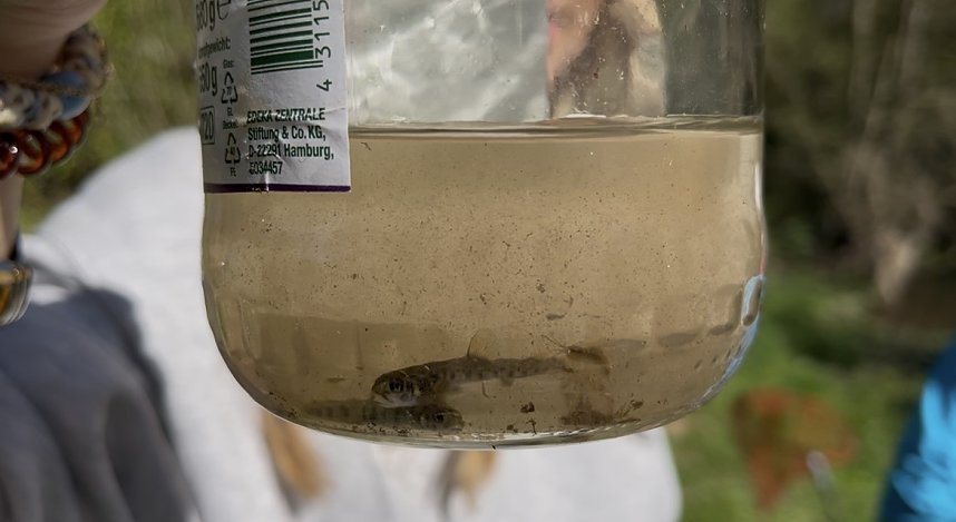 Was so in der Zorge schwimmt.