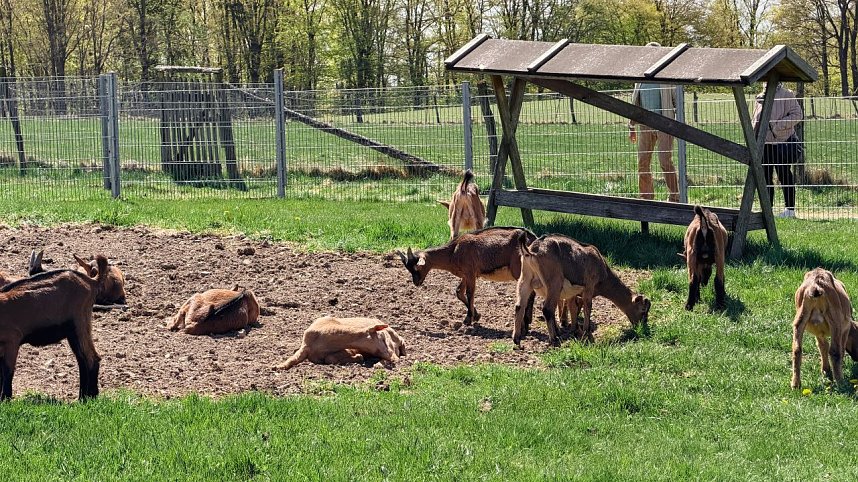 L&auml;mmerfest auf der Ziegenalm Sophienhof