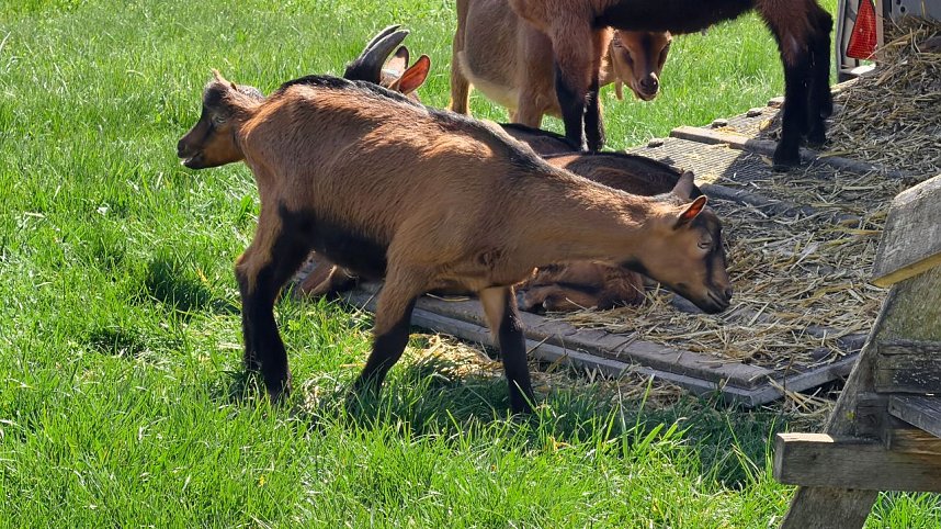 L&auml;mmerfest auf der Ziegenalm Sophienhof