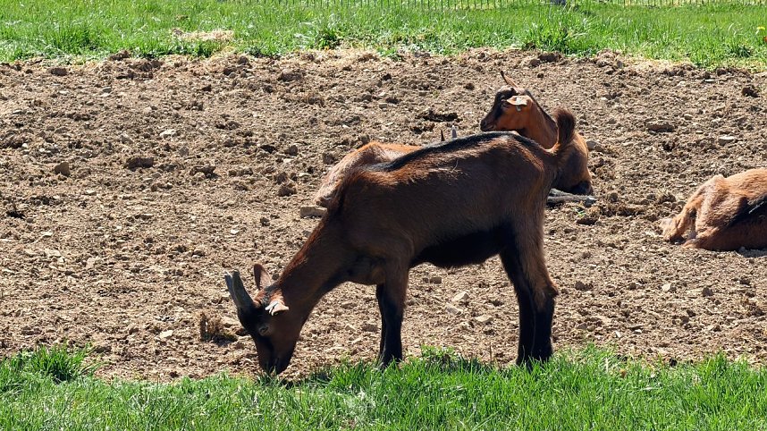 L&auml;mmerfest auf der Ziegenalm Sophienhof