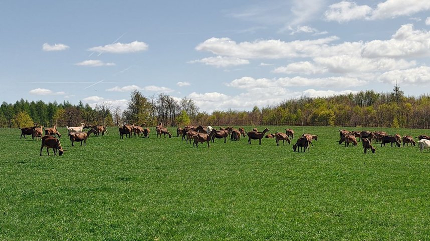 L&auml;mmerfest auf der Ziegenalm Sophienhof