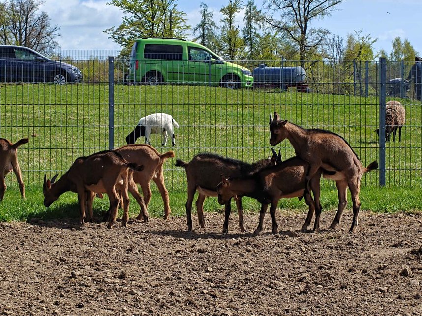 Impressionen vom L&auml;mmerfest in Sophienhof.