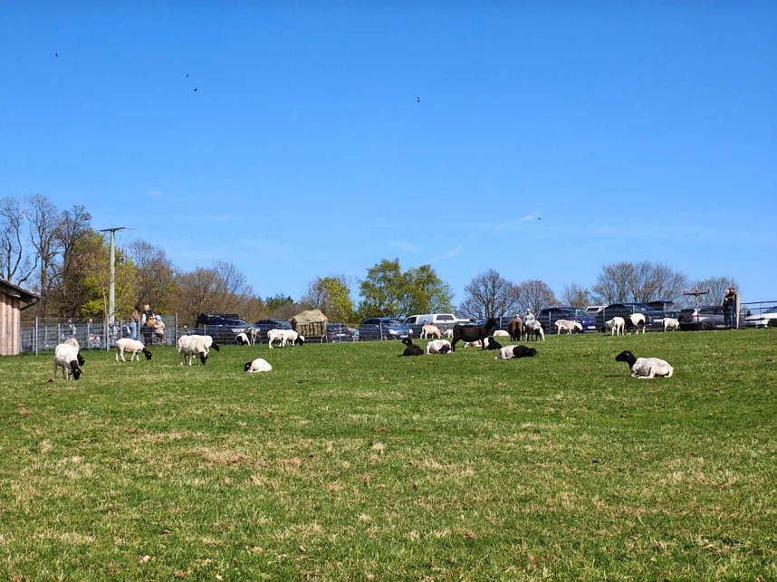 Impressionen vom L&auml;mmerfest in Sophienhof.