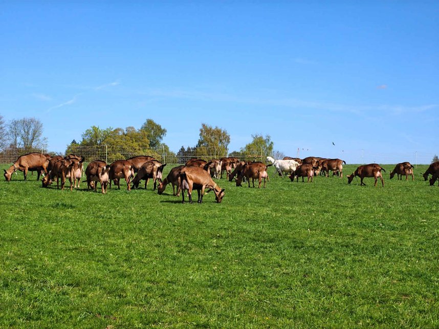 Impressionen vom L&auml;mmerfest in Sophienhof.