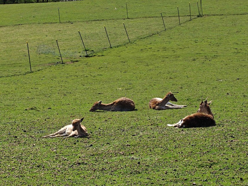 Impressionen vom L&auml;mmerfest in Sophienhof.