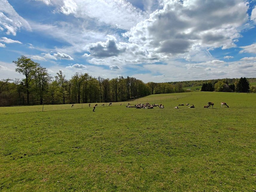 Impressionen vom L&auml;mmerfest in Sophienhof.
