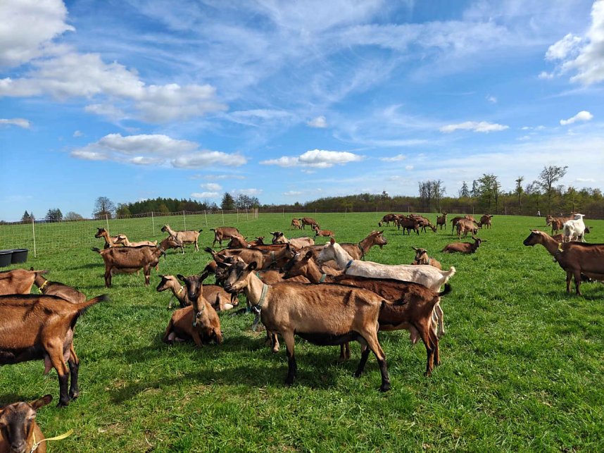 Impressionen vom L&auml;mmerfest in Sophienhof.