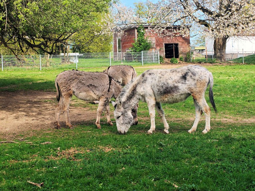Impressionen vom L&auml;mmerfest in Sophienhof.