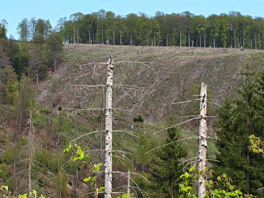 Impressionen vom L&auml;mmerfest in Sophienhof.