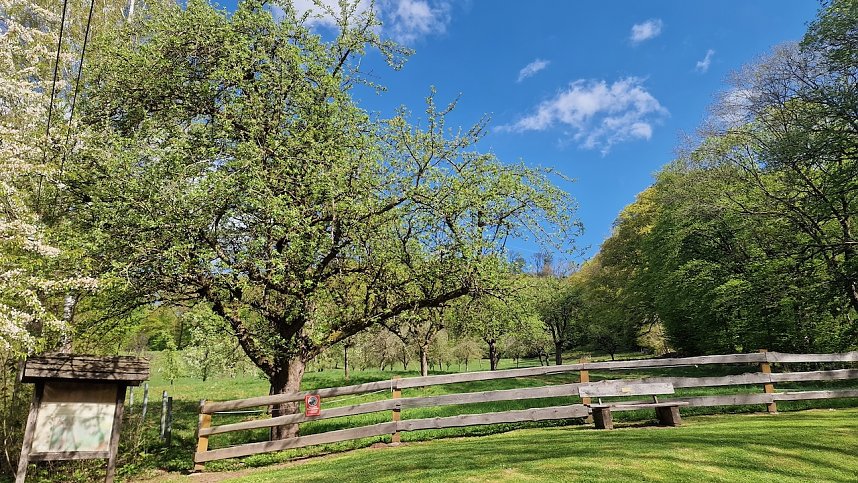 Idylle pur inmitten der Kulturlandschaft - zum "Tag der Streuobstwiese" wurde zur Wiese am Rosenteich bei Neustadt geladen
