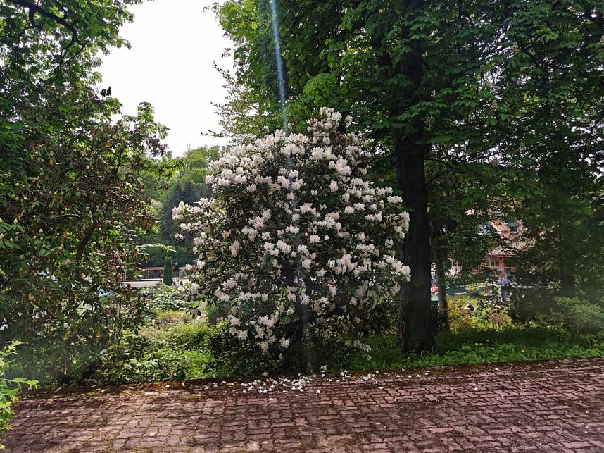 Impressionen vom Rhododendren-Fest in S&uuml;lzhayn.