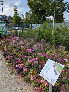 Nordhausens Herzsportler waren zu Gast auf der Landesgartenschau