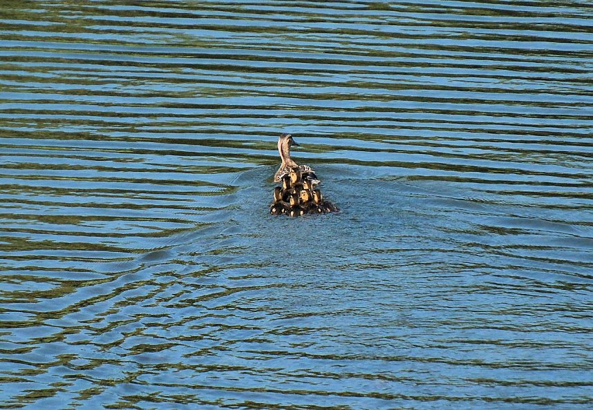 Impressionen vom Stausee Kelbra