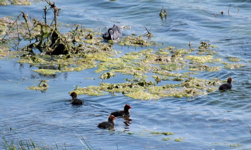 Impressionen vom Stausee Kelbra