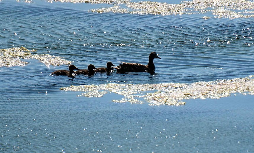 Impressionen vom Stausee Kelbra