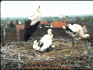 Neues aus dem Storchennest