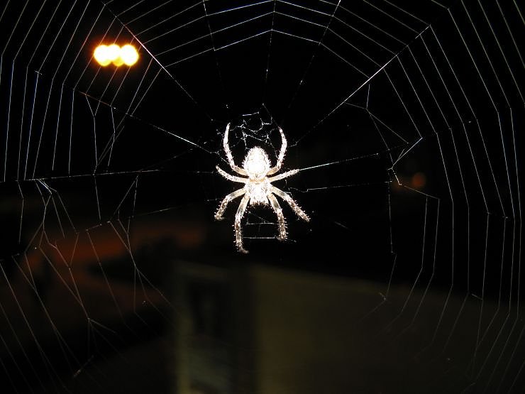 Spinne am Abend