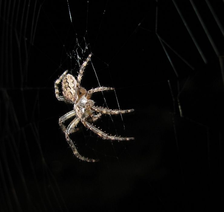 Spinne am Abend