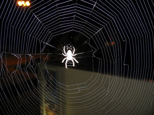 Spinne am Abend