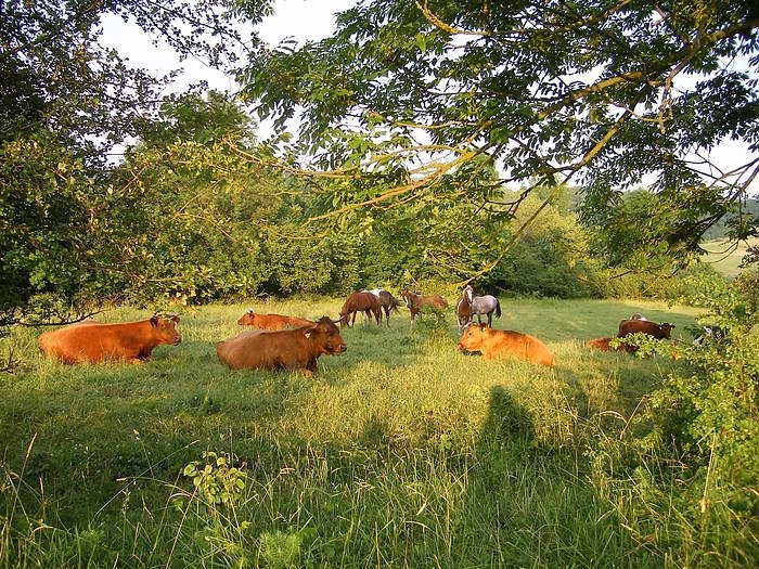 Im Einklang mit der Natur