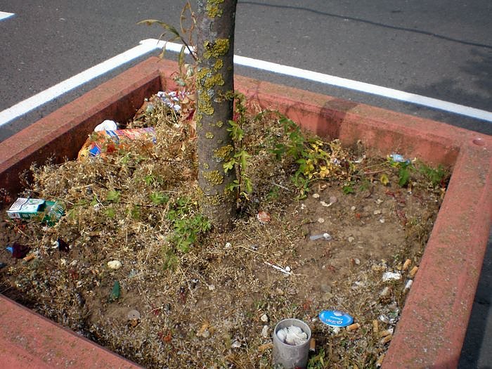 B&auml;ume mit Parkplatz?