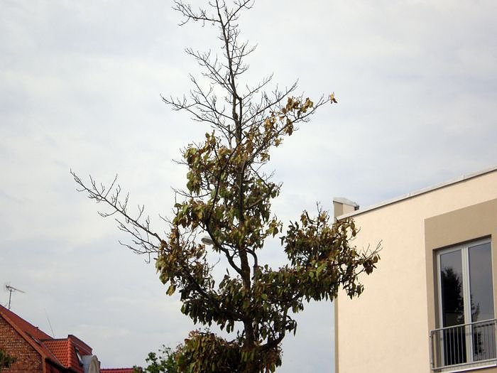 B&auml;ume mit Parkplatz?