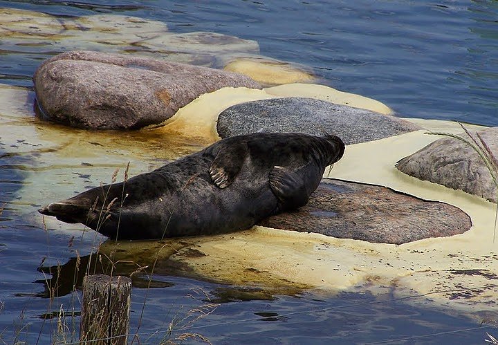 Besuch bei den Heulern