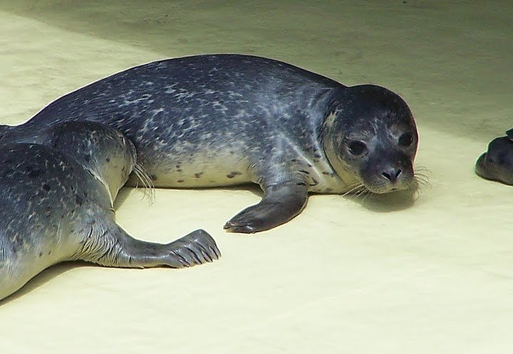 Besuch bei den Heulern