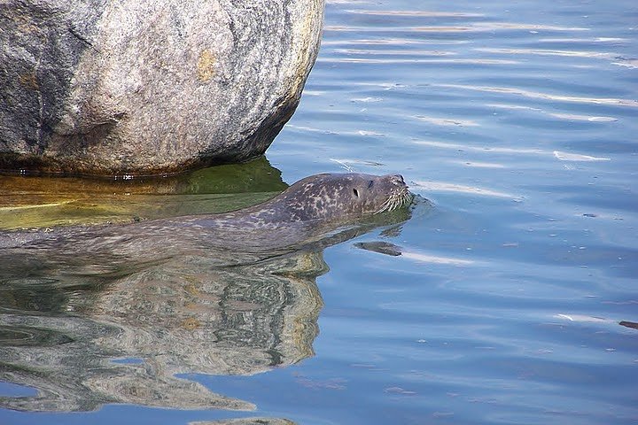 Besuch bei den Heulern